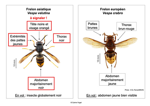 asian-vs-european-hornet-fr