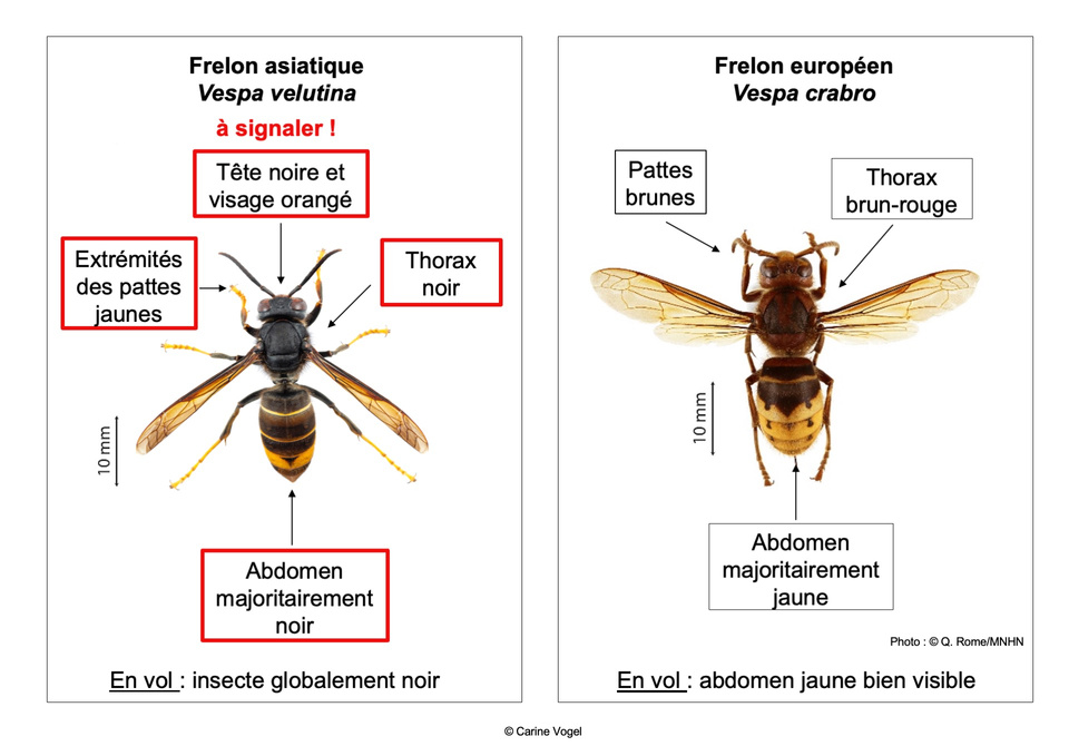 asian-vs-european-hornet-fr