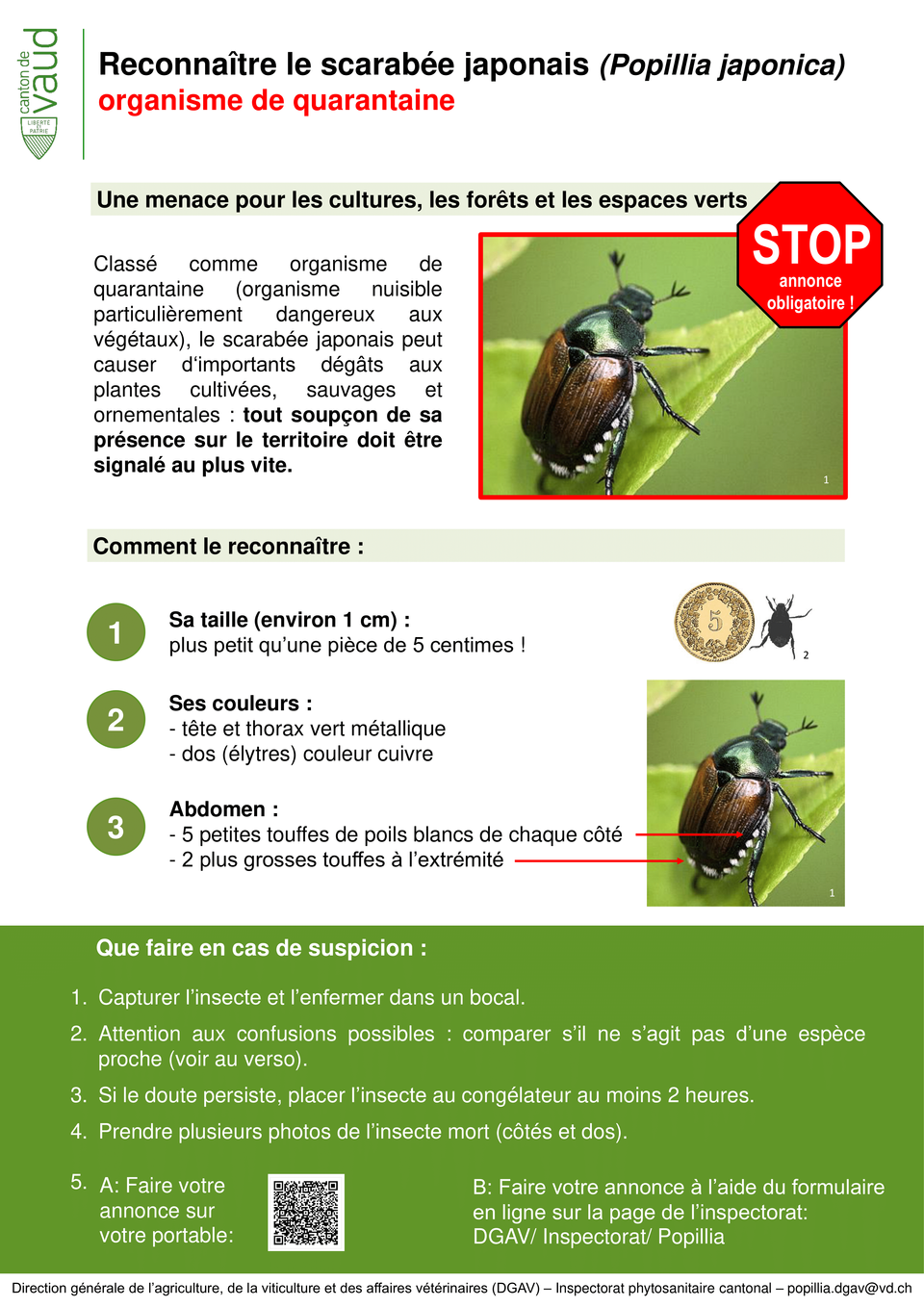 FT_DGAV_Reconnaître_le_scarabée_japonais-1